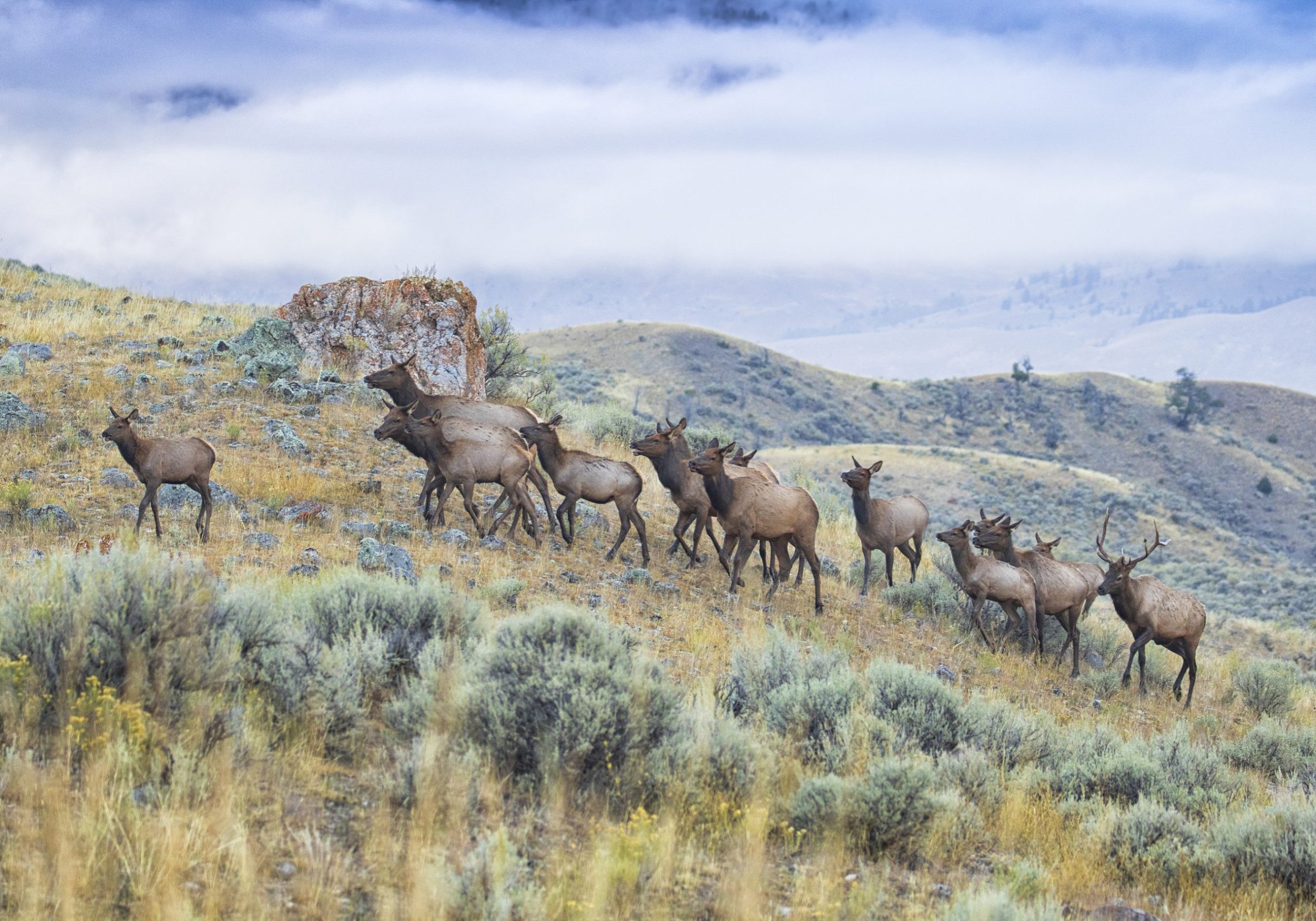 A elk herd runs across Lamar Valley in Yellowstone National Park