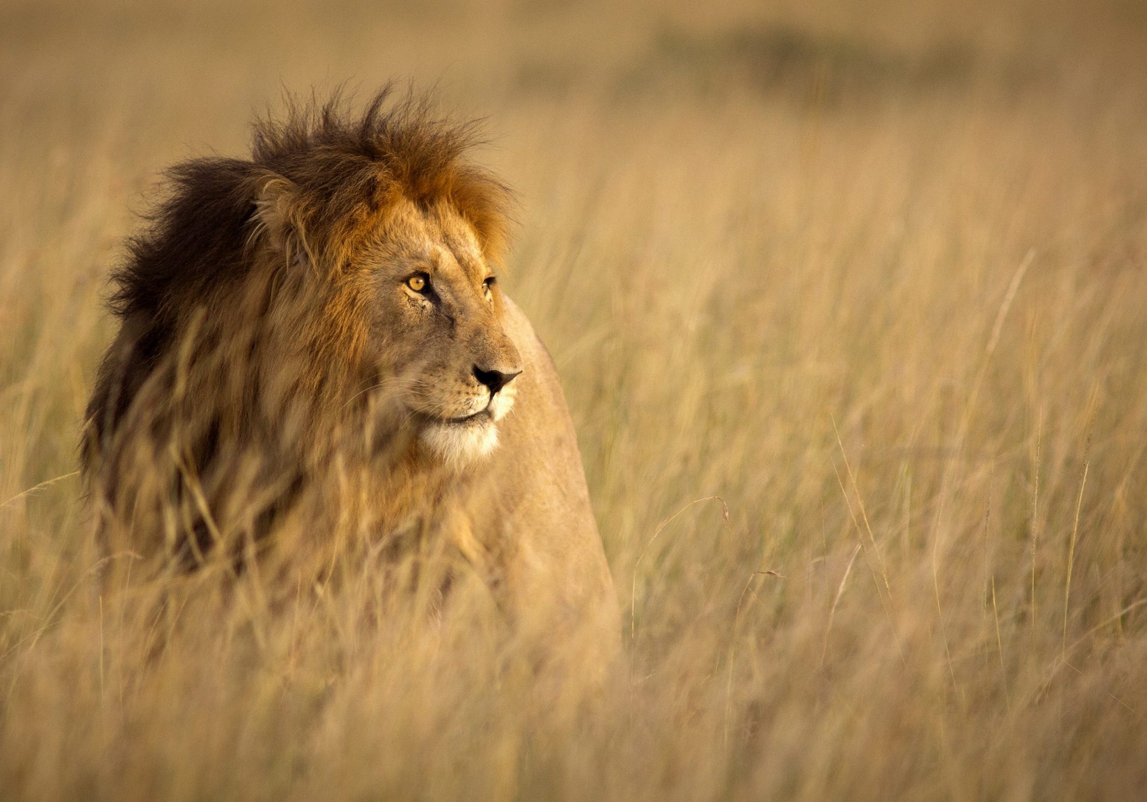Large male lion in high grass and warm evening light - Masai Mara, Kenya