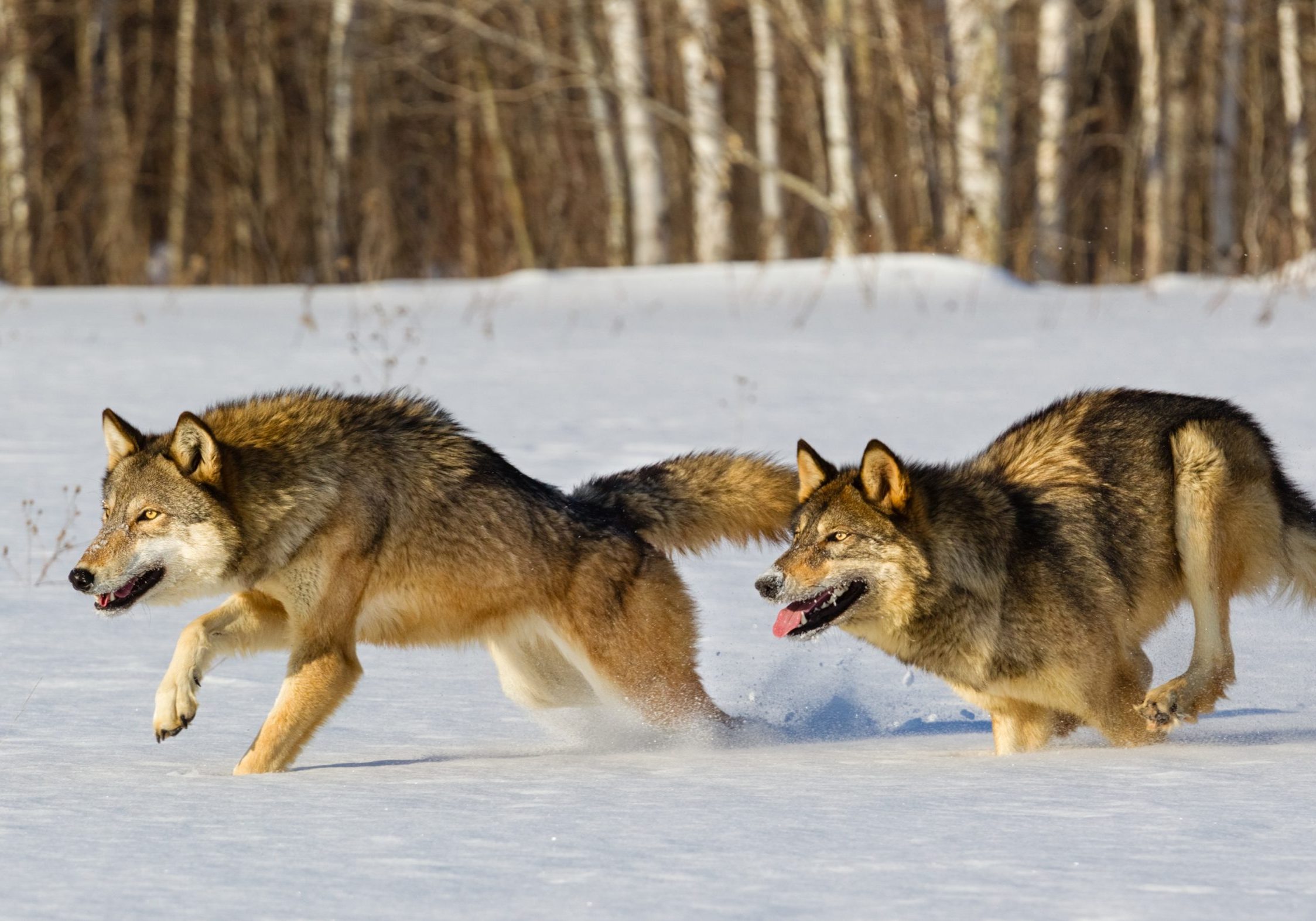 Gray Wolves Running in Snow