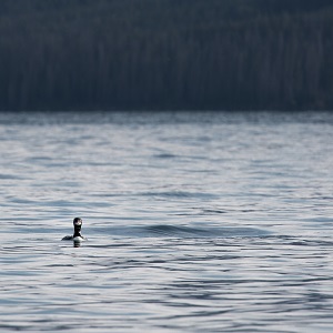 Loon in the southeast arm of Yellowstone Lake;
Neal Herbert;
August 2014;
Catalog #19718d;
Original #4798