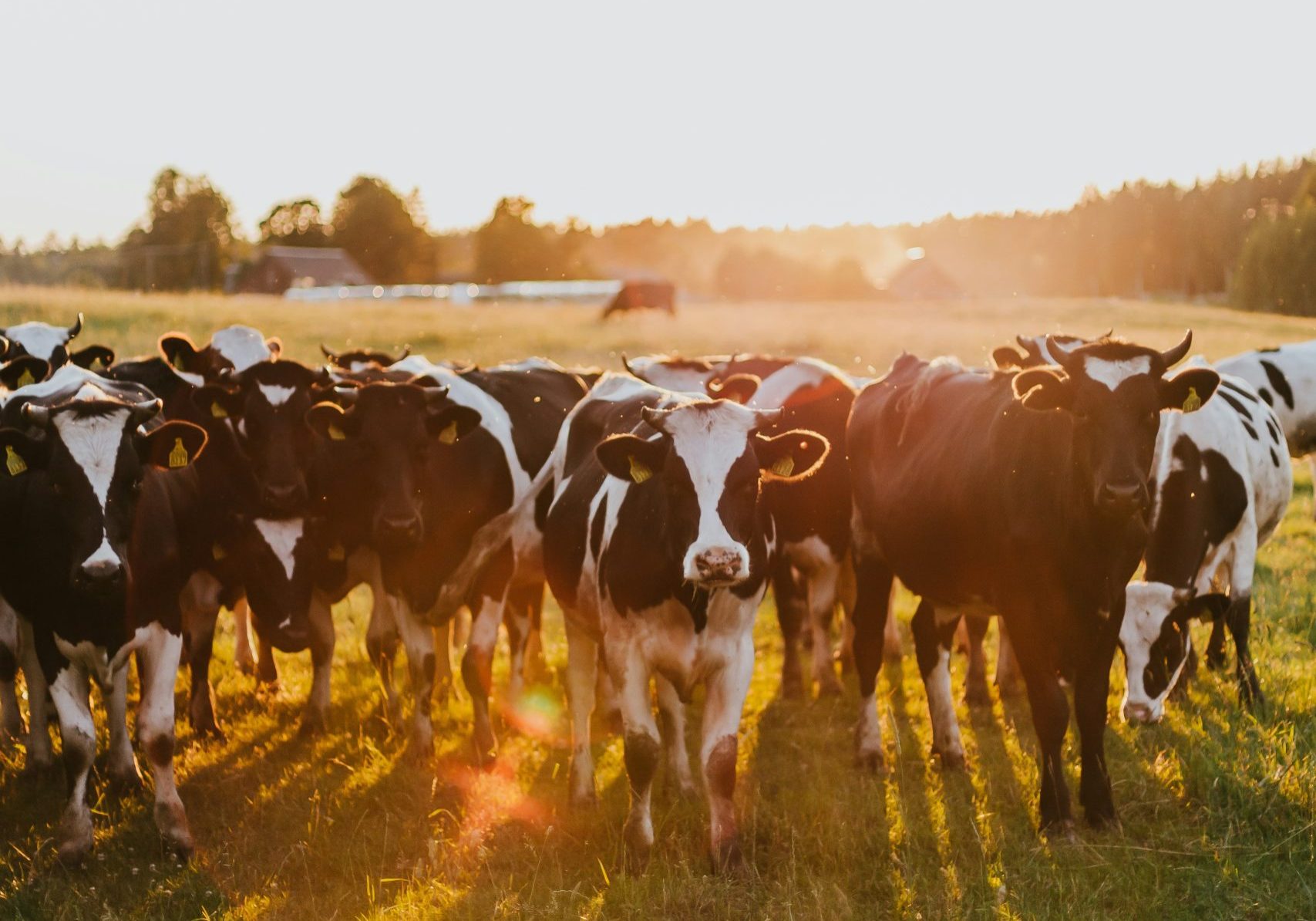 Daiga Ellaby J 460ZyUfi8 Unsplash (1)