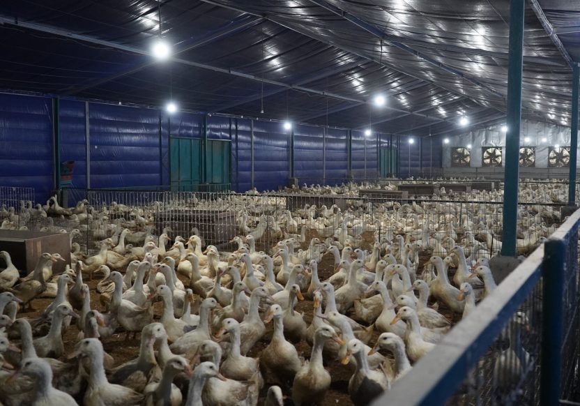 Closed,House,Duck,Farm, ,Modern,,Climate Controlled,Facility,For,Efficient