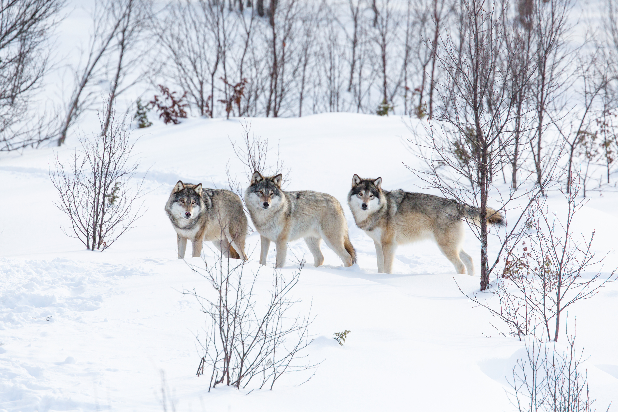 Wolf pack in a norwegian winter forest. Snowing.