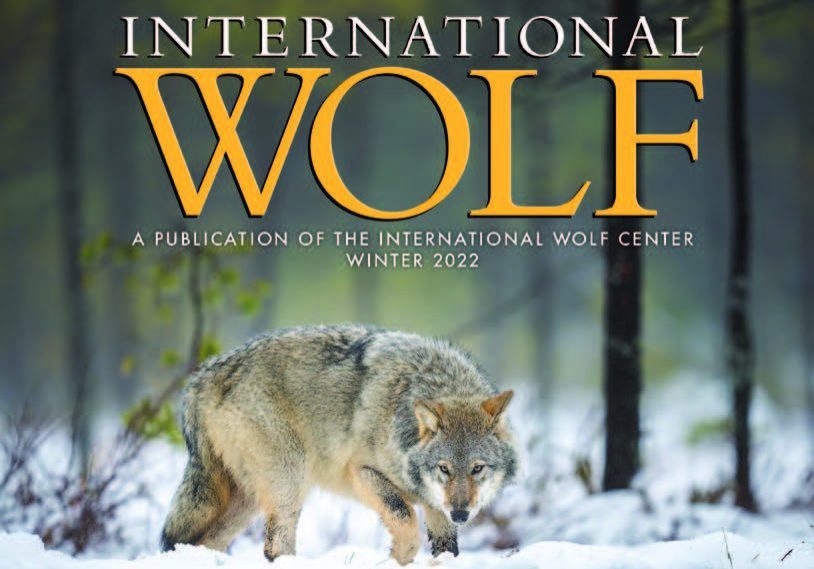 International Wolf Winter 2022 Page 1