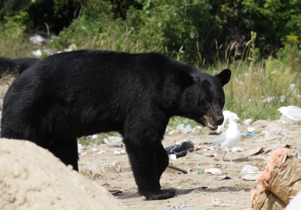 Wild black bear searching for food at residential garbage dump site in Killarney Provincial Park of Ontario