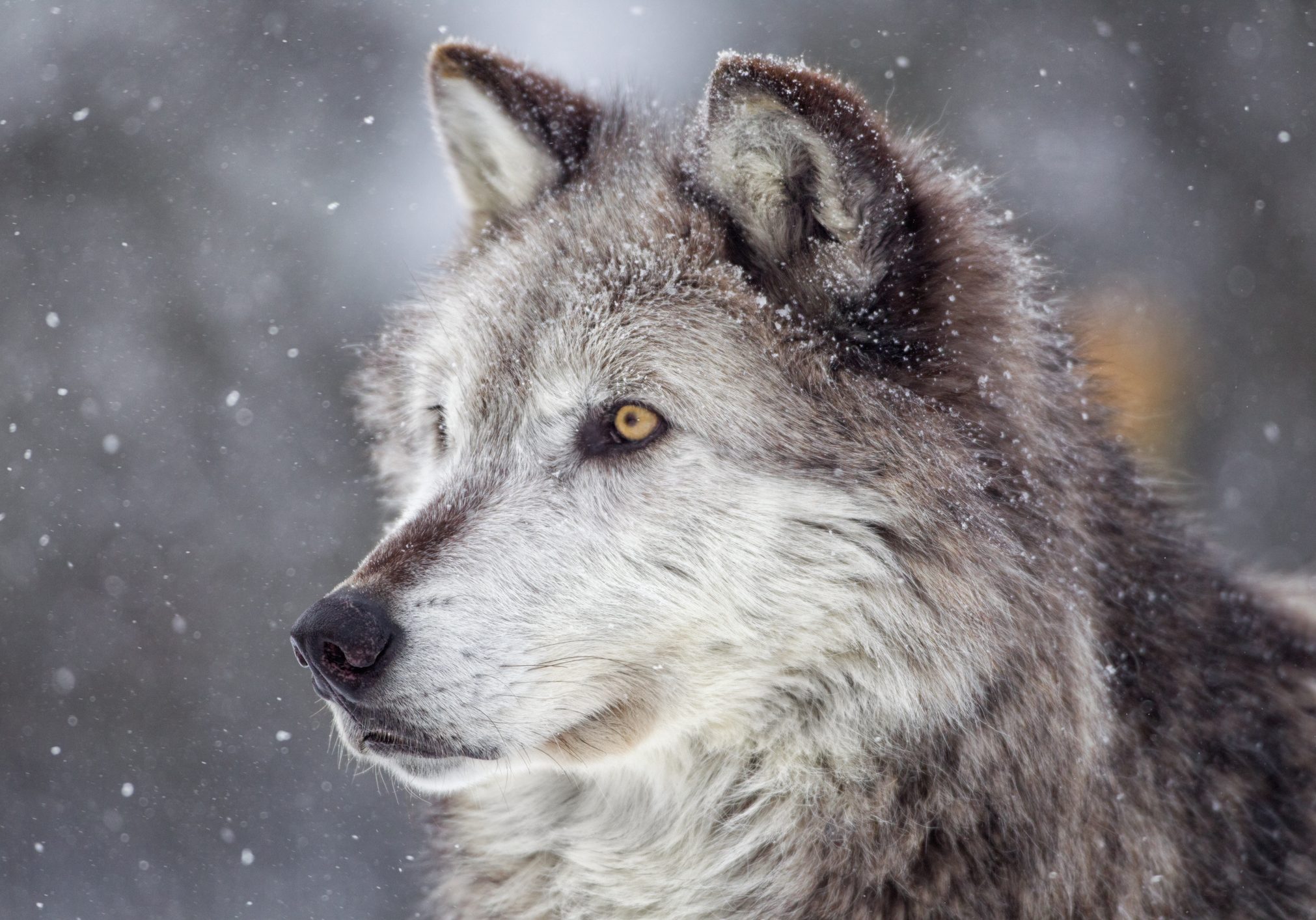 Gray Wolf and winter snow