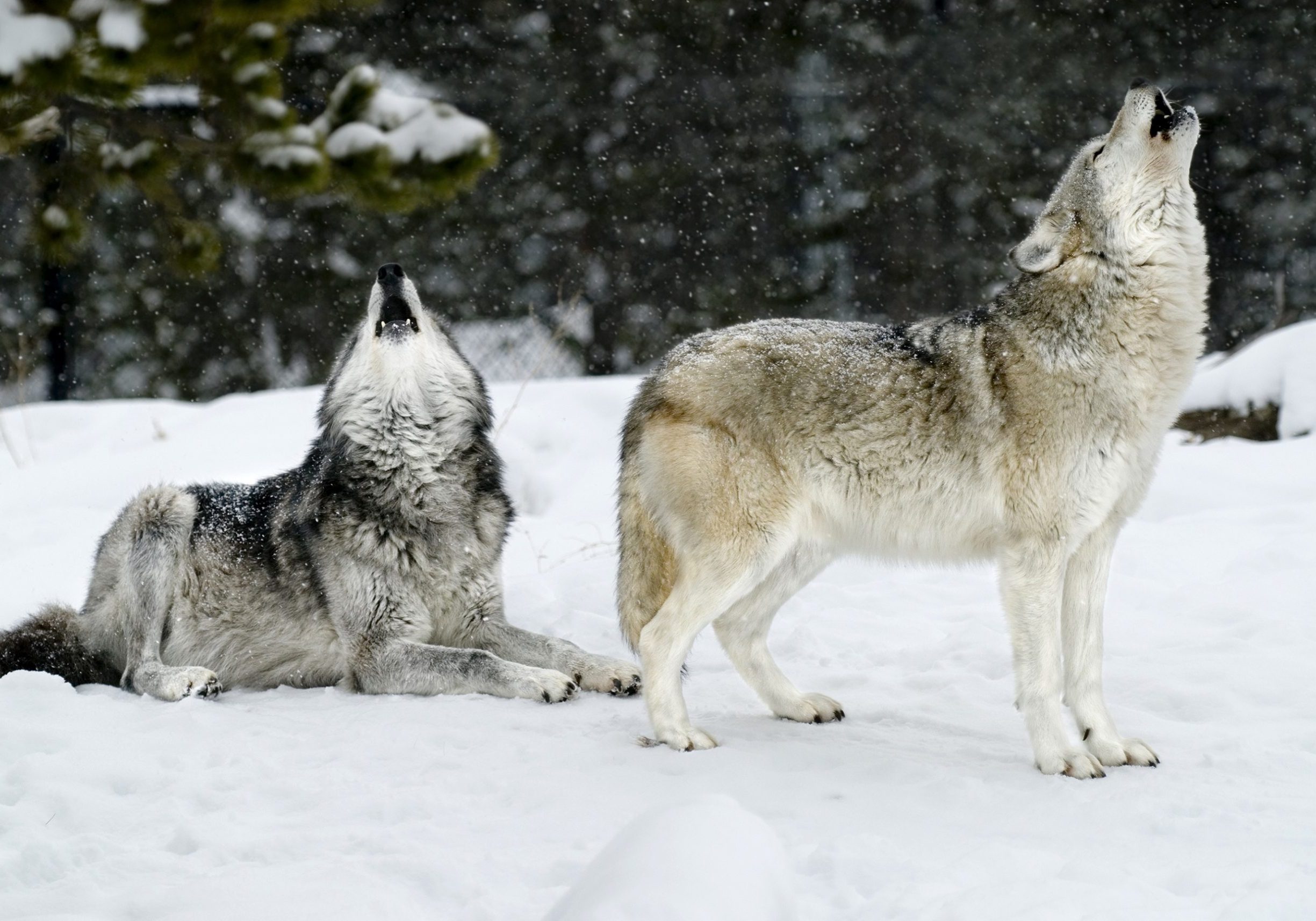 A pair of wolves photographed, both howling with mouths open and snow falling around - a beautiful scene captured with snow covered trees surrounding the pair. Photographed in the winter their coats are full and this landscaped positioned image provides an excellent example of a classic wolf behavior posture.