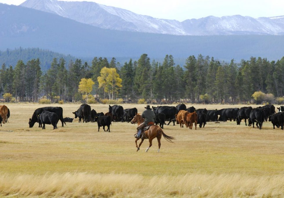 Cowboy herding cattle on horseback