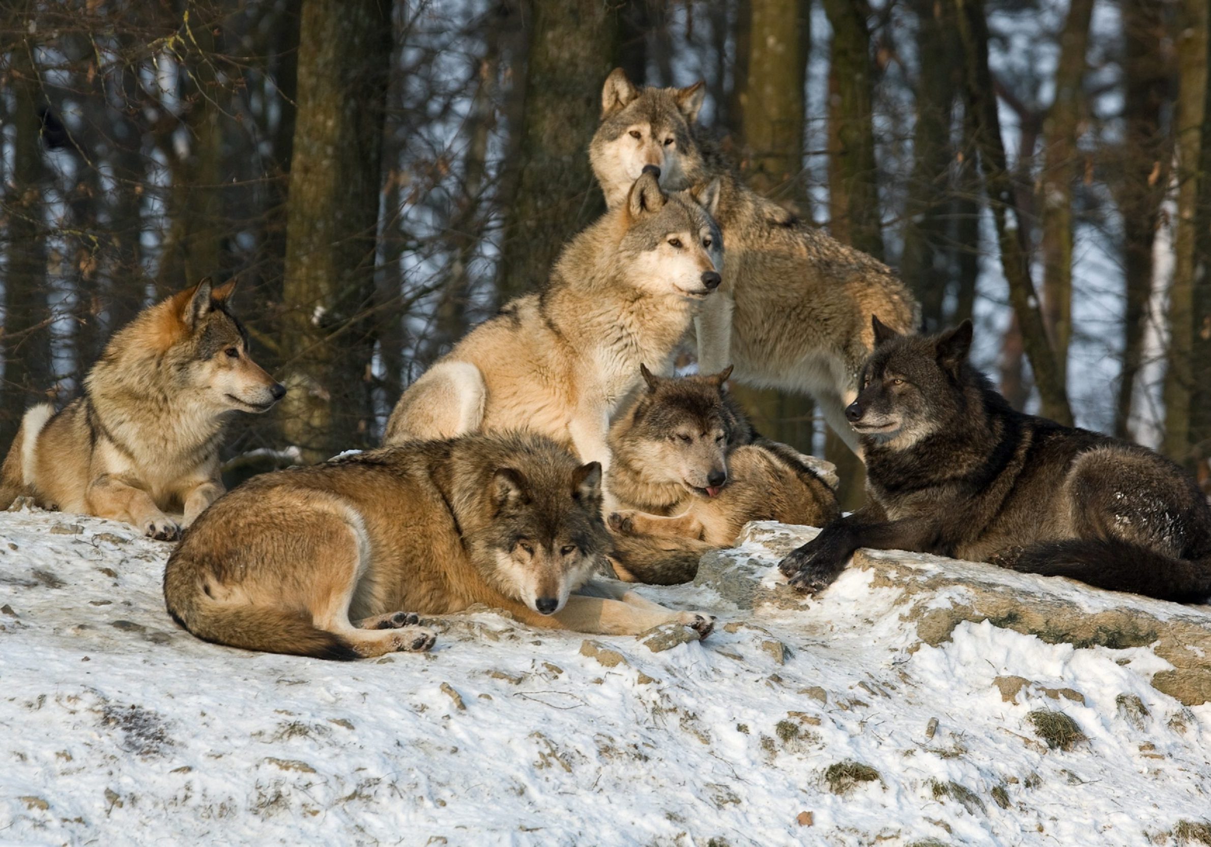 Six wolves are resting in the evening sun. RAW-file developed with Adobe Lightroom. Canon Mark III and 400mm L IS.