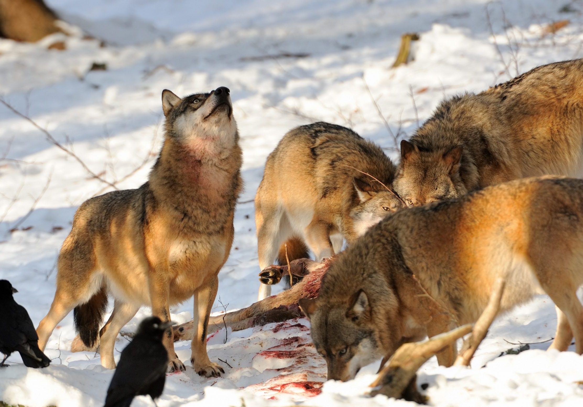 a pack of wolfes with a freshly killed deer