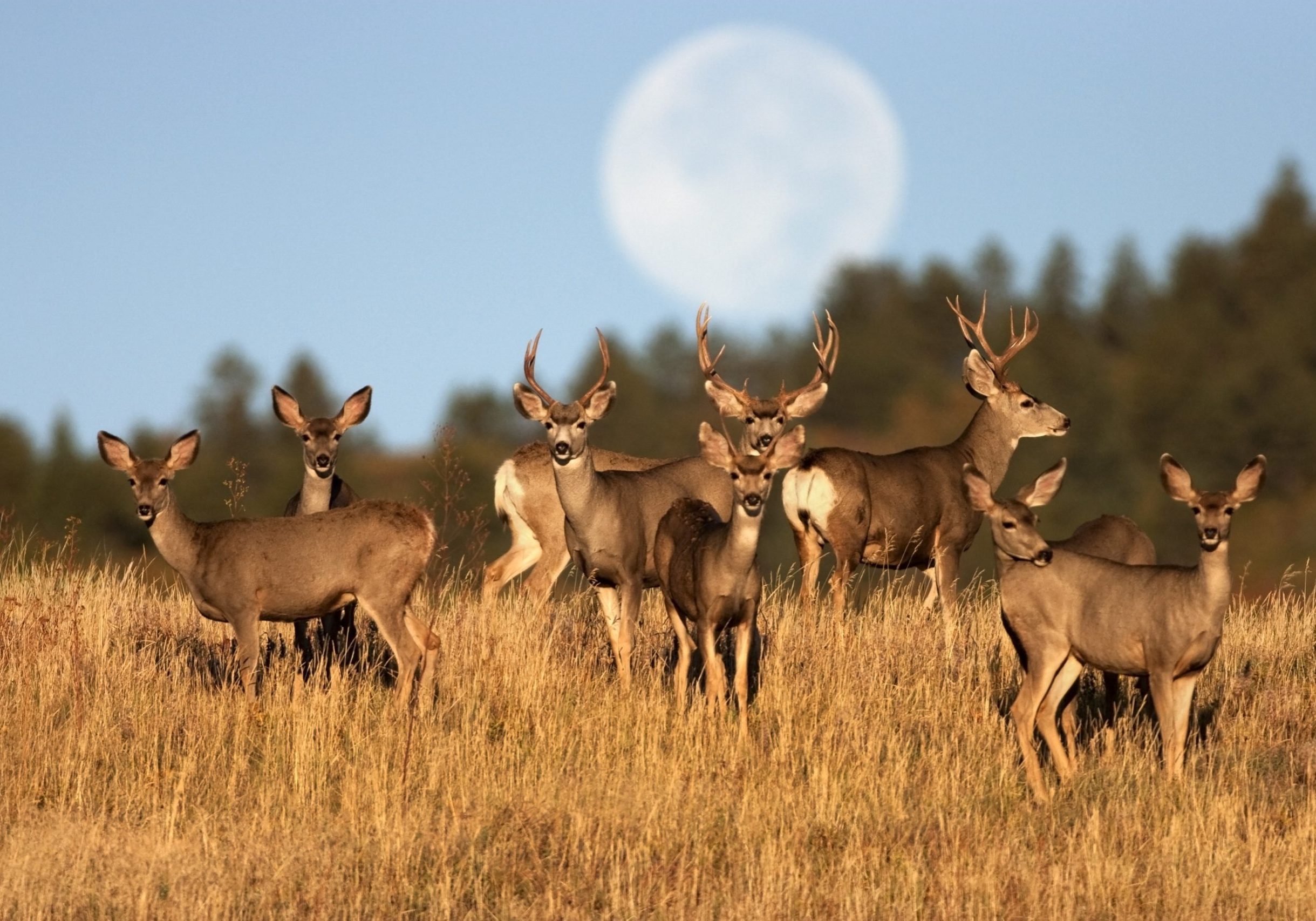 An autumn full moon (not a composite) sets behind a herd of mule deer standing in tall grass in Roxborough State Park, Colorado.