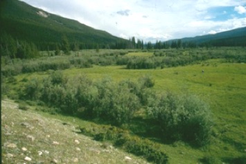 Causes of willow dieback in Rocky Mountain National Park, Colorado.