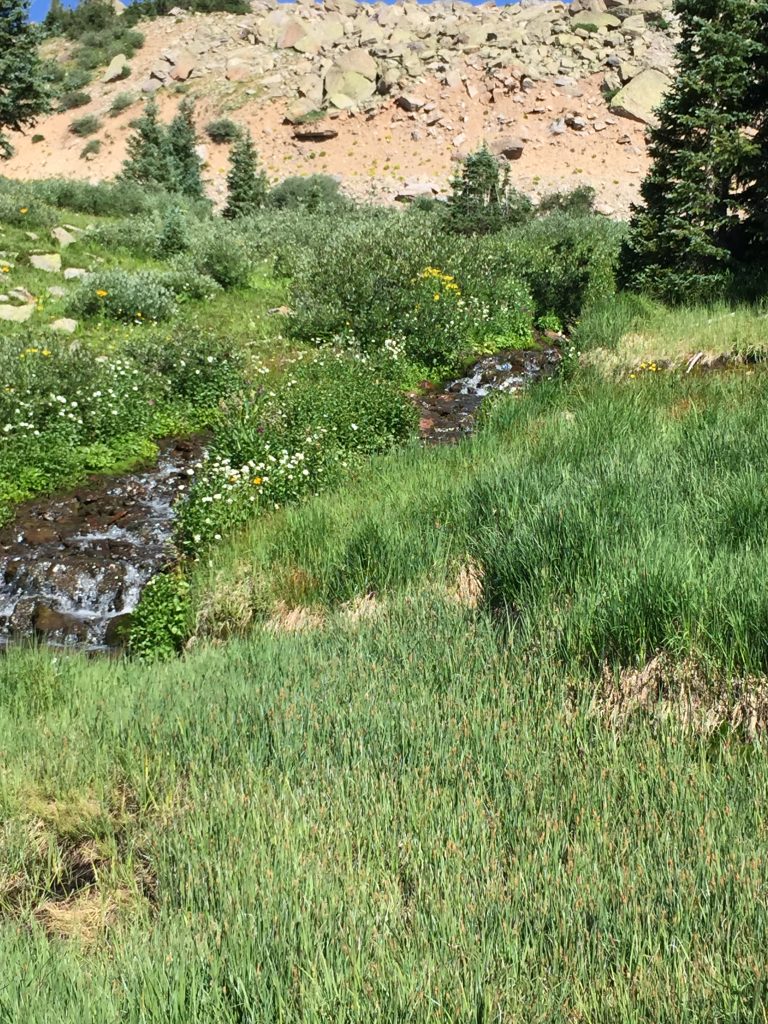 Silverton Fen Restoration Field Tour, 2016