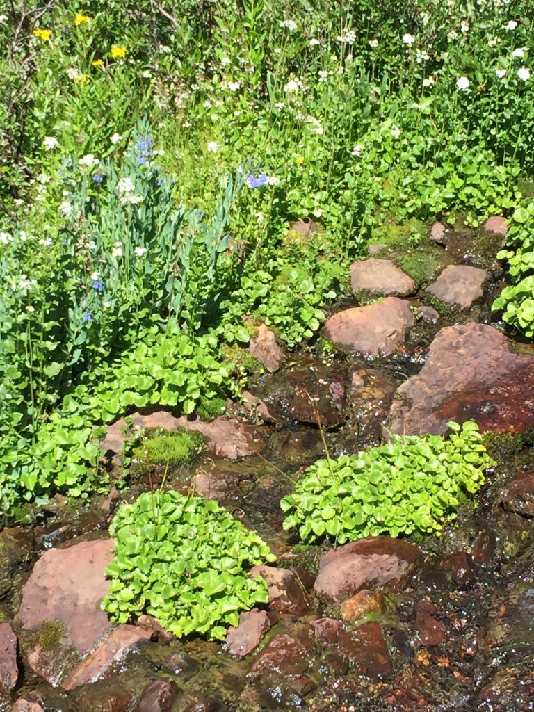 Silverton Fen Restoration Field Tour, 2016