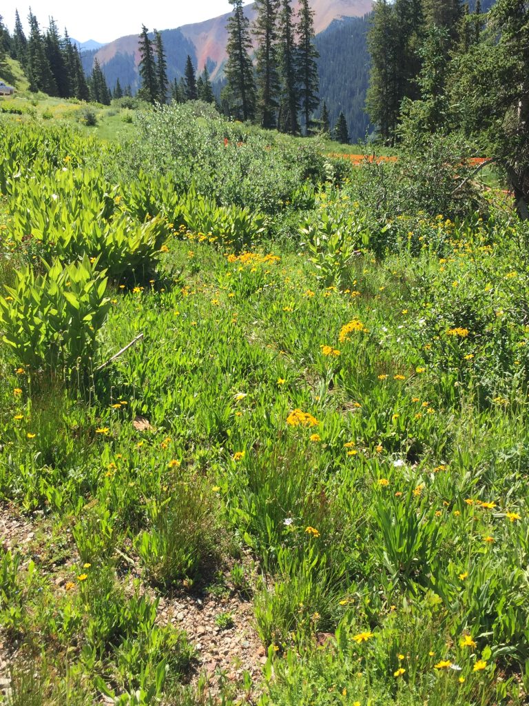 Silverton Fen Restoration Field Tour, 2016
