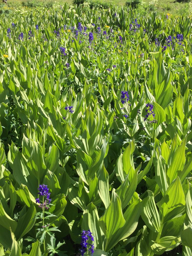 Silverton Fen Restoration Field Tour, 2016