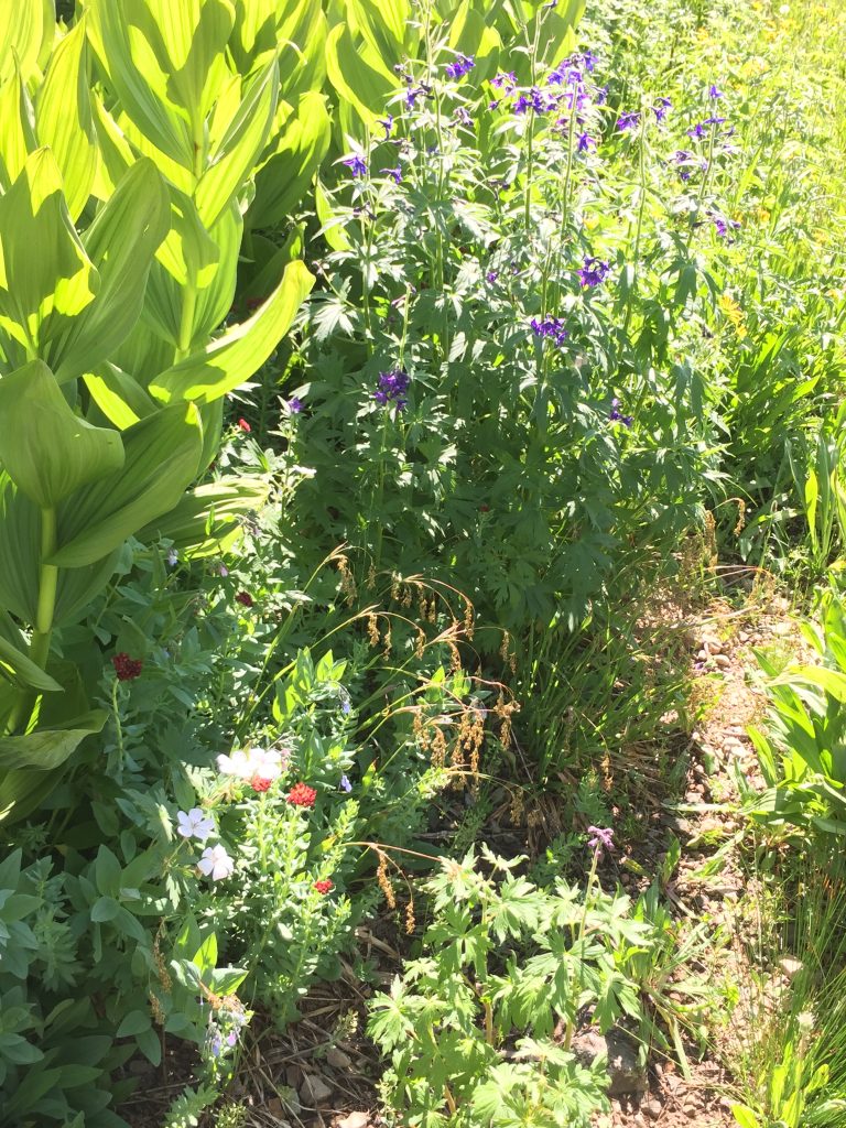 Silverton Fen Restoration Field Tour, 2016