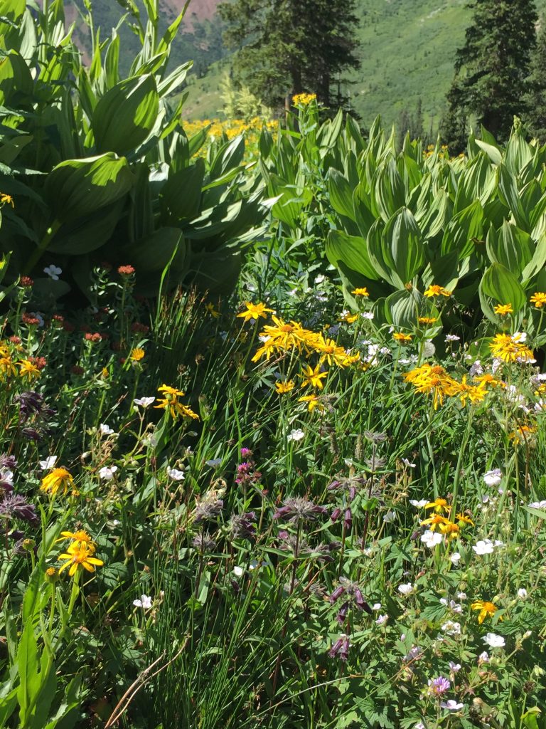 Silverton Fen Restoration Field Tour, 2016