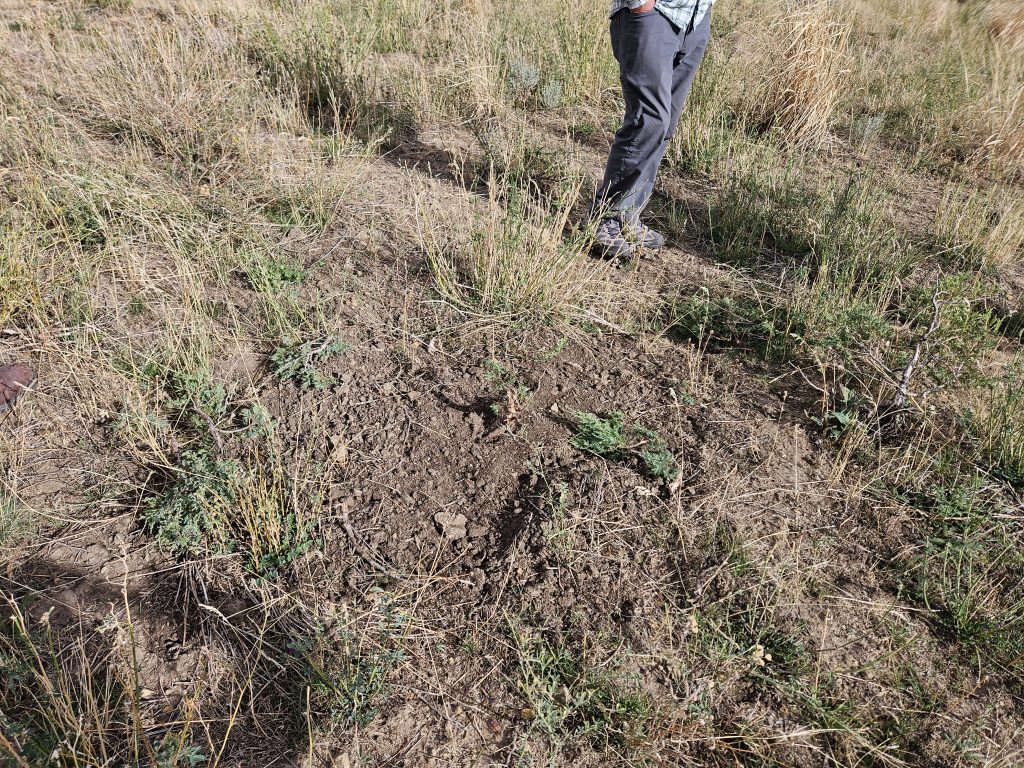 Elk Damage To Shrubs, 2025