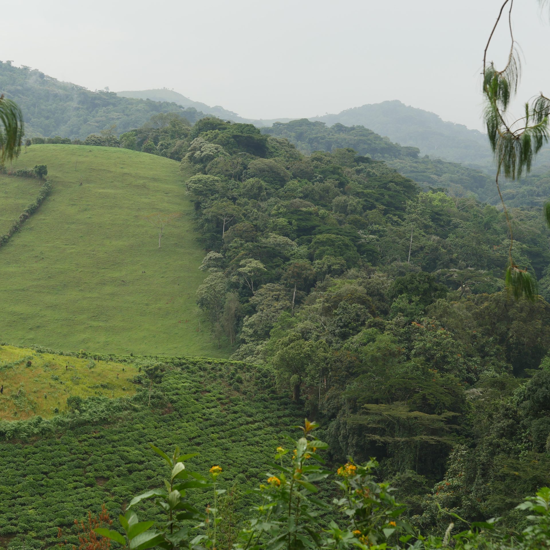 Bwindi Boundary Dec18