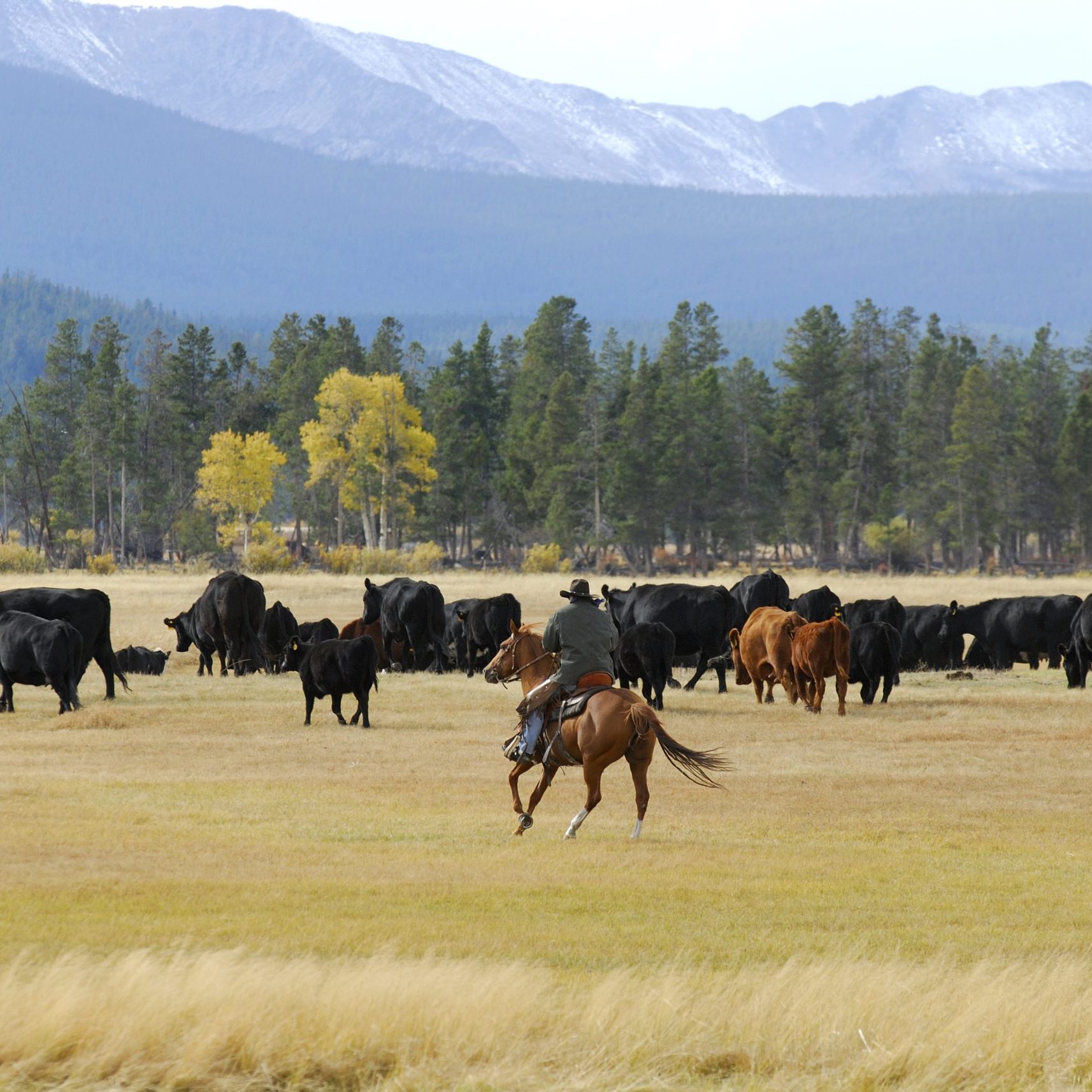 Cowboy is driving the cattle toward the mountain. Yellow Aspen trees in the distance.