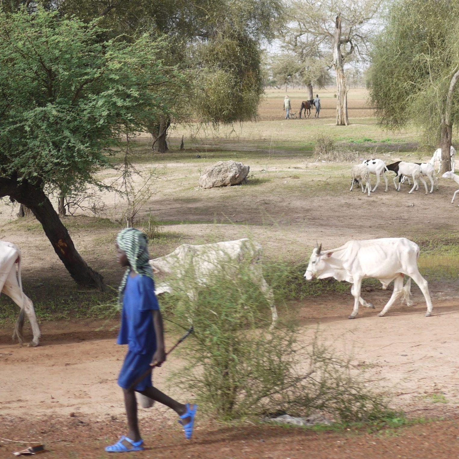 Fulani Kaffrine Kaulack Crop Copy