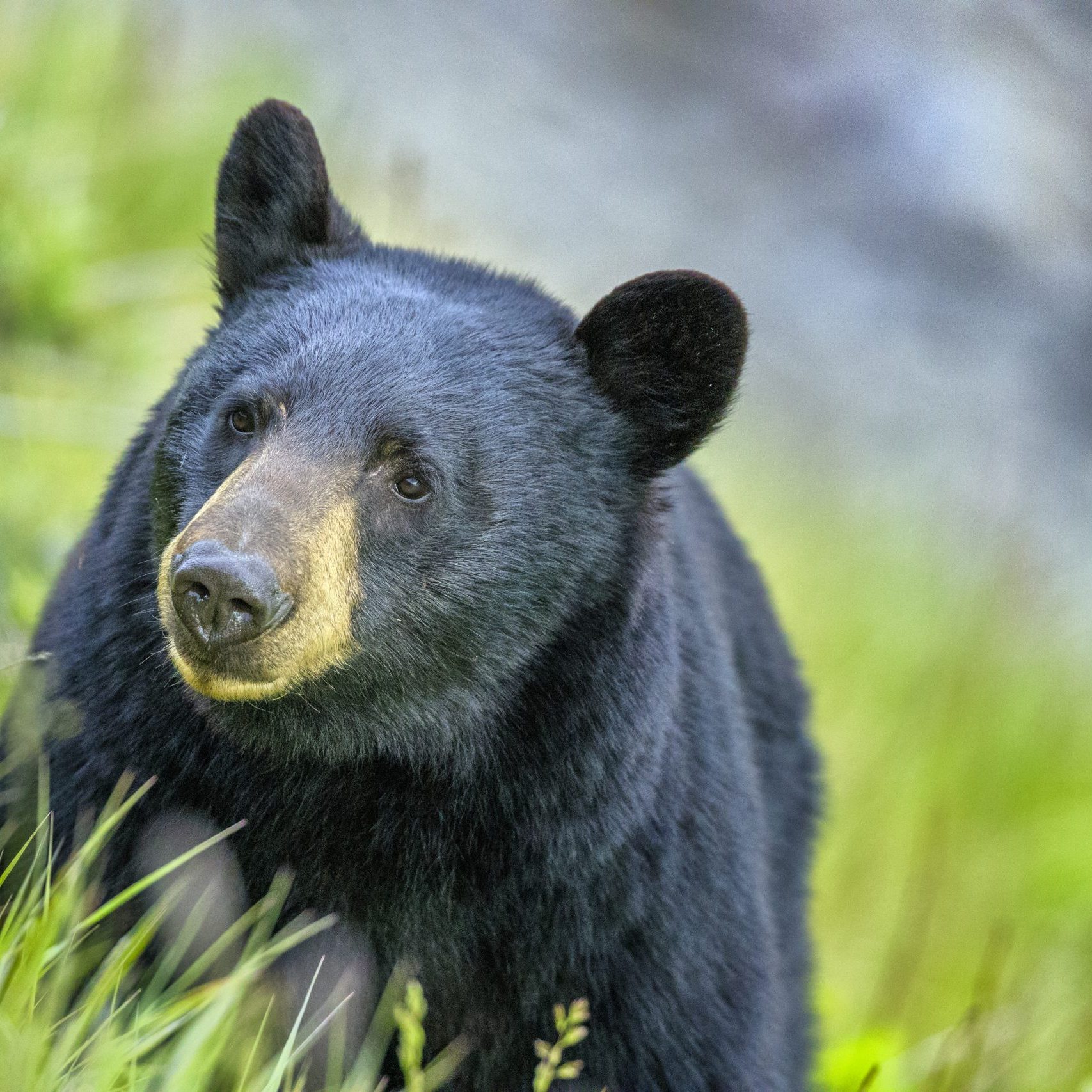 Black Bear in Jasper National Park, Canada