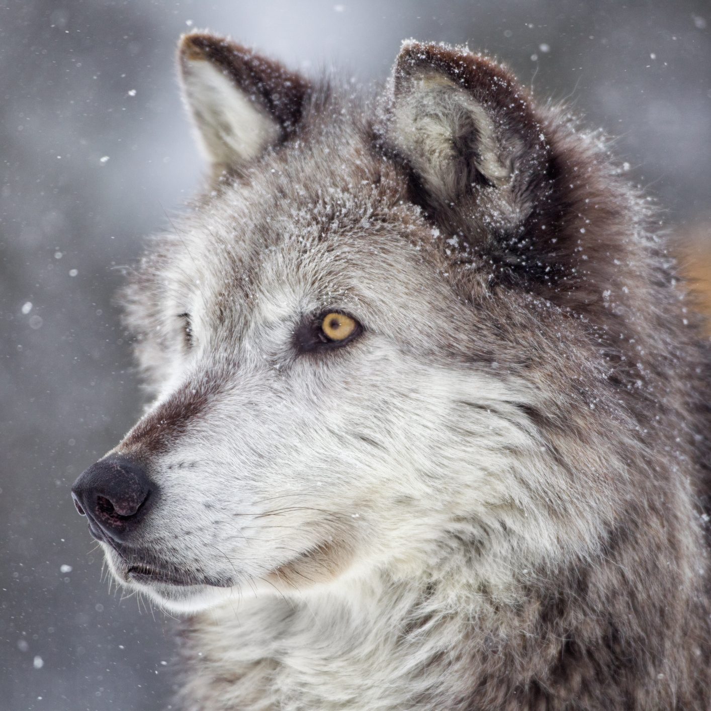 Gray Wolf and winter snow