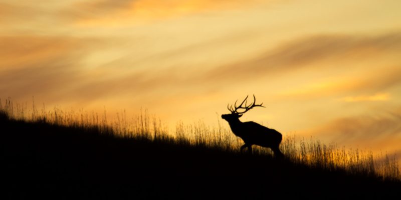 Rocky Mountain Elk silhouette on a ridge
