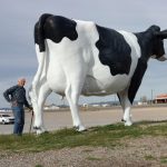 David Anderson With Cow