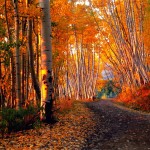 Aspen Trees