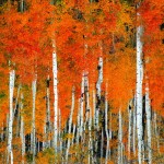 Aspen Trees