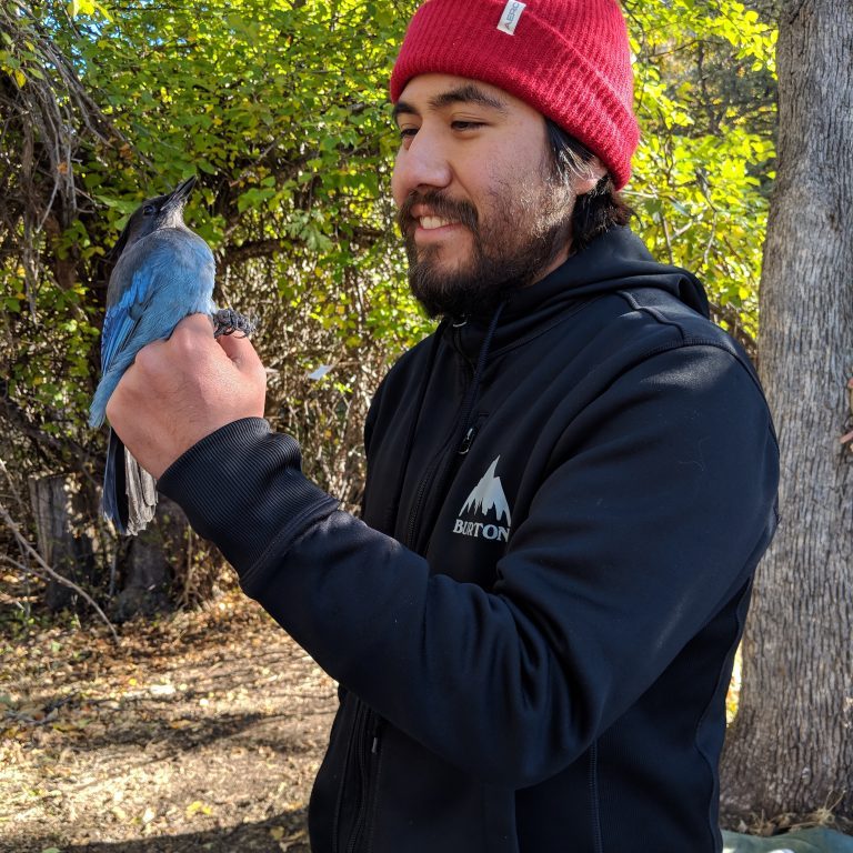 Steller's Jay