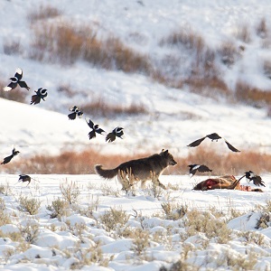 A wolf chases magpies and ravens from an elk carcass near Soda Butte; 
Jim Peaco;
January 10, 2016;
Catalog #20469d;
Original #IMG_9965