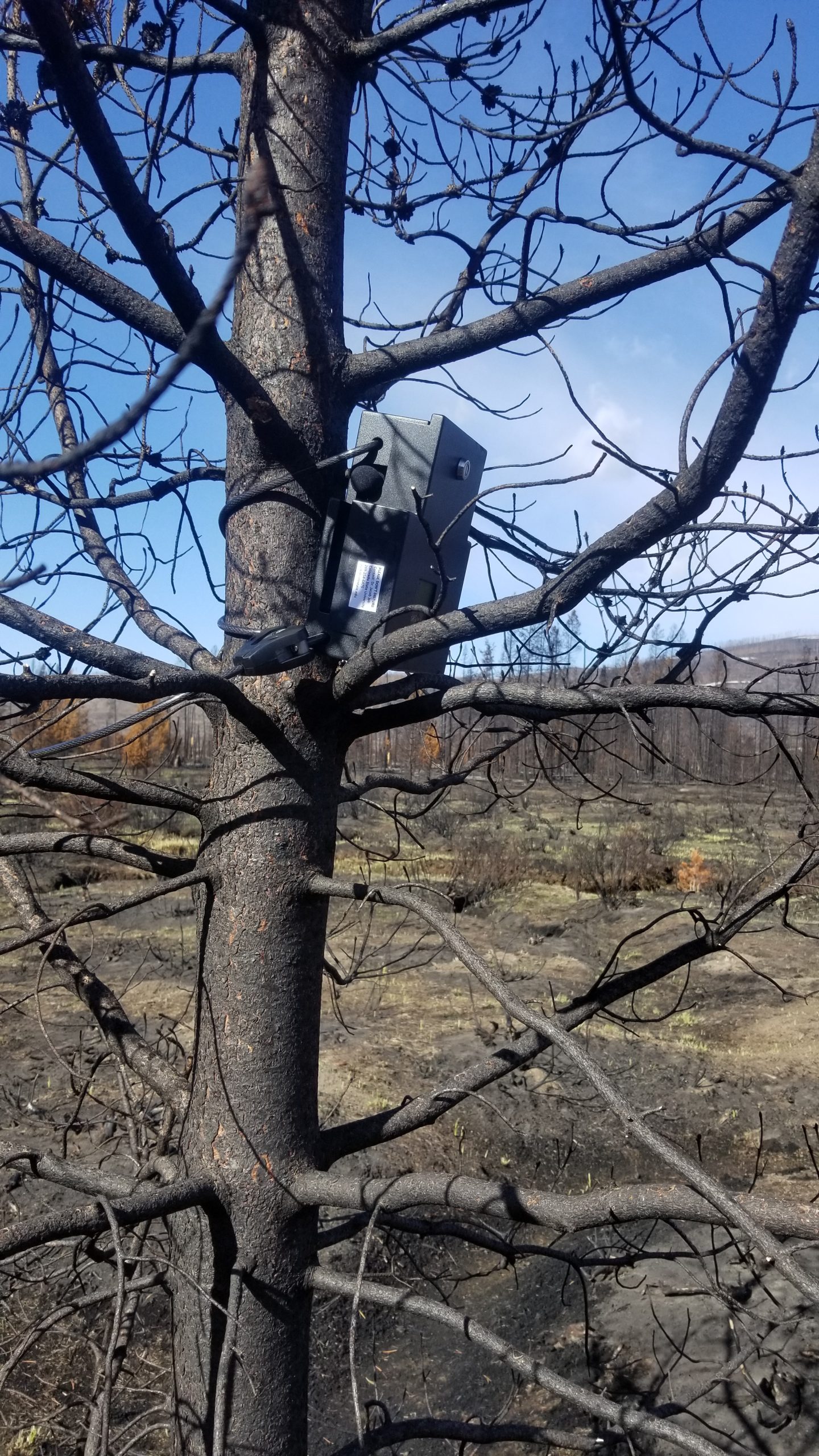 Acoustic recording unit (ARU) attached to a tree at one of the burn sites.